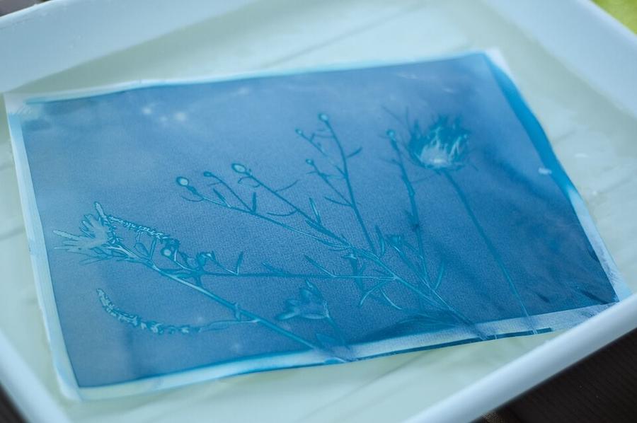 Impression eau et lumière - atelier cyanotype